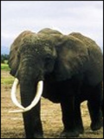 15 ans avec les éléphants