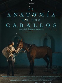 The Anatomy of the Horses