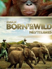 Affiche de Born to Be Wild